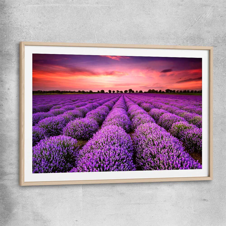 Floral print of Lavender Field with raw oak glass front frame