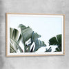 Floral print of Tropical Banana Palm with raw oak glass front frame