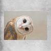 Animal wall art and canvas prints of Barn Owl Gaze on a rolled print