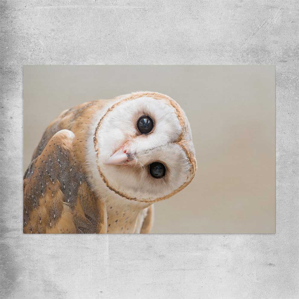 Animal wall art and canvas prints of Barn Owl Gaze on a rolled print