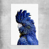 Animal wall art and canvas prints of Black Cockatoo One on a rolled print