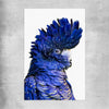 Animal wall art and canvas prints of Black Cockatoo Two on a rolled print