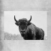 Animal wall art and canvas prints of Buffalo Gaze on a rolled print