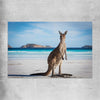 Animal wall art and canvas prints of Coastal Kangaroo Gaze on a rolled print