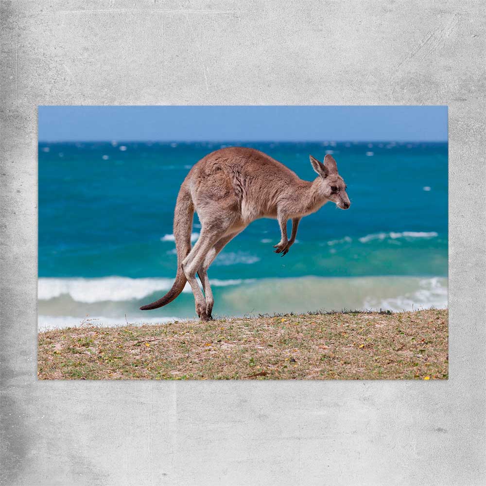 Animal wall art and canvas prints of Coastal Kangaroo Leap on a rolled print