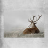Animal wall art and canvas prints of Deer Solitude on a rolled print