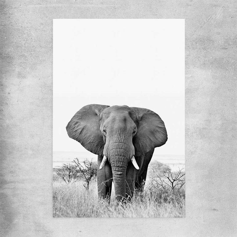 Animal wall art and canvas prints of Elephant Gaze on a rolled print