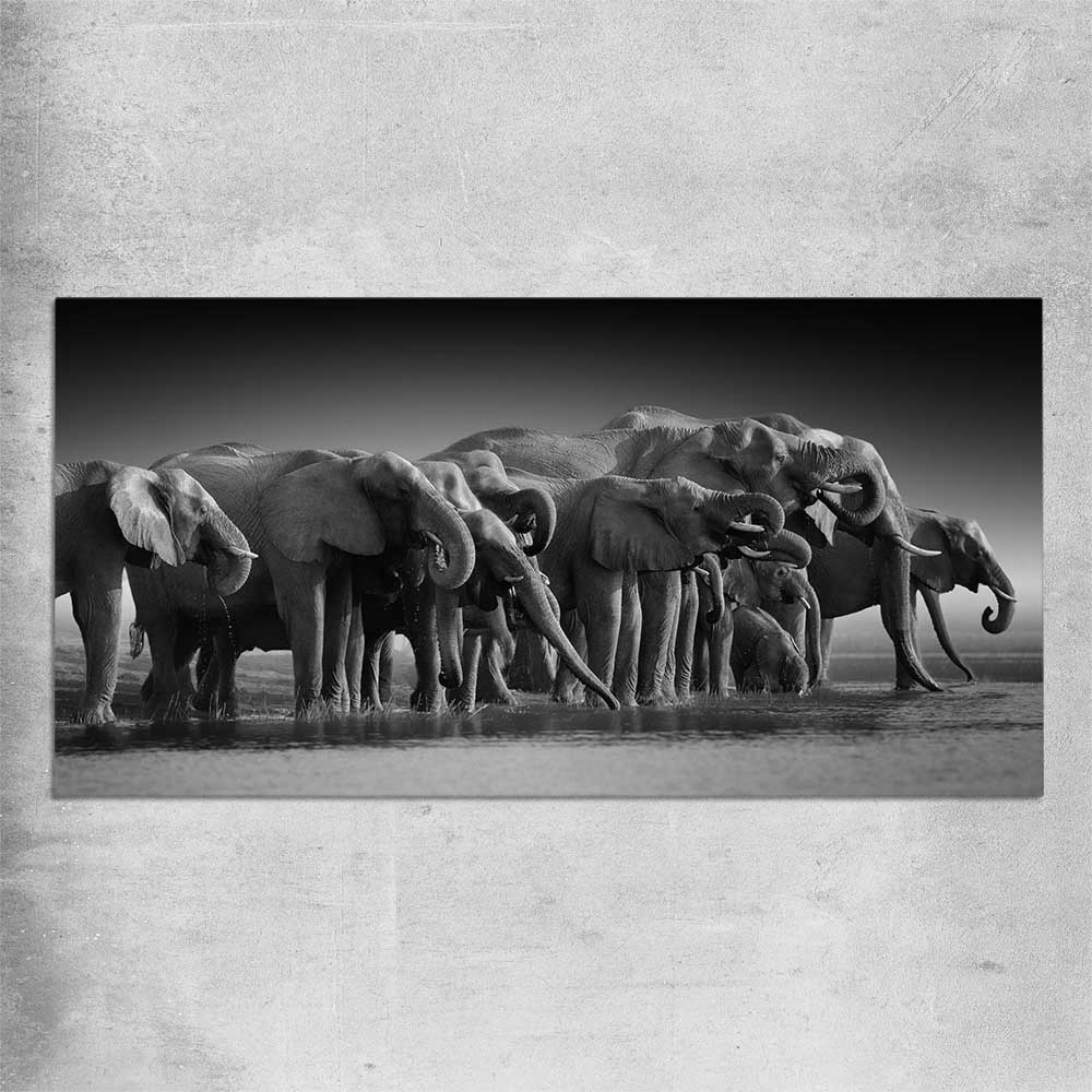 Animal wall art and canvas prints of Elephant Herd on a rolled print