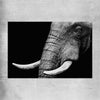 Animal wall art and canvas prints of Elephant Majesty on a rolled print