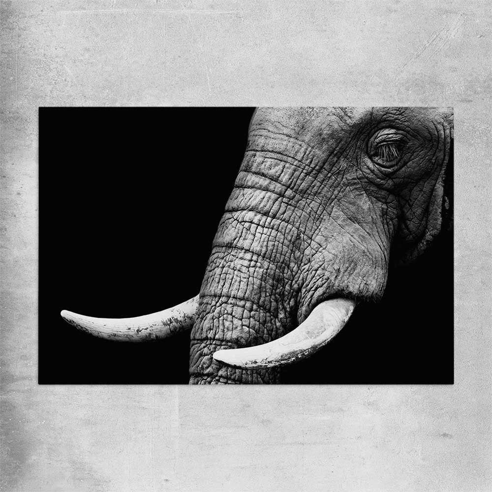 Animal wall art and canvas prints of Elephant Majesty on a rolled print