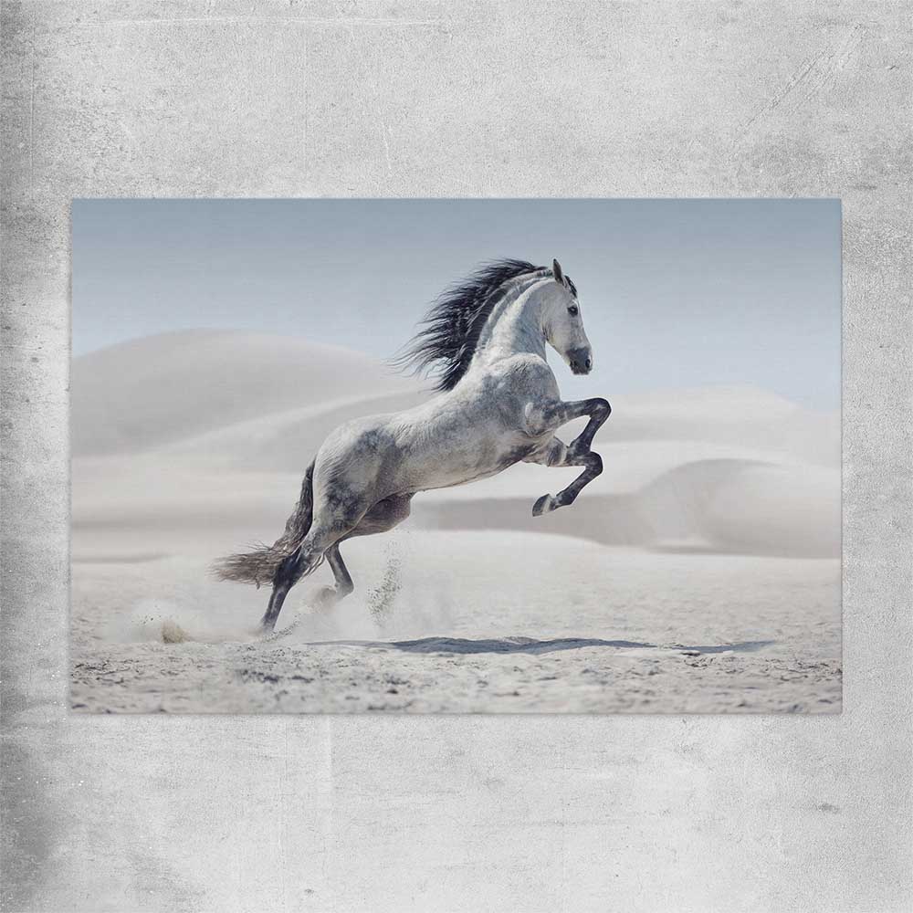 Animal wall art and canvas prints of Free Spirit Horse on a rolled print