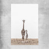Animal wall art and canvas prints of Giraffe Affection on a rolled print