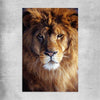 Animal wall art and canvas prints of Golden Lion Portrait on a rolled print