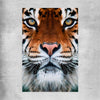Animal wall art and canvas prints of Golden Tiger Gaze on a rolled print