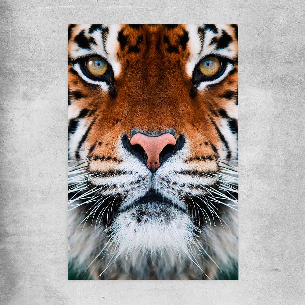 Animal wall art and canvas prints of Golden Tiger Gaze on a rolled print