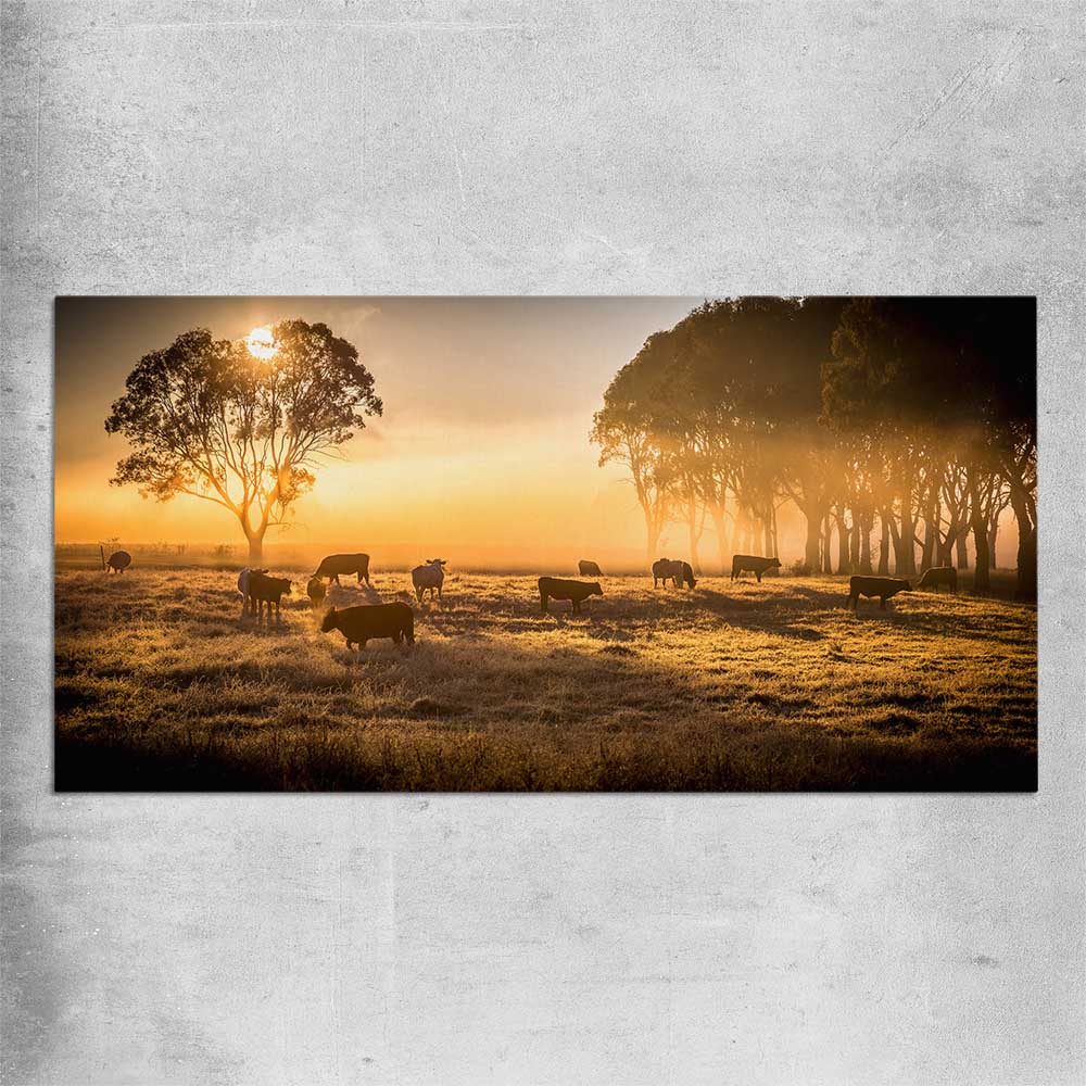 Animal wall art and canvas prints of Grazing Cattle at Sunrise on a rolled print