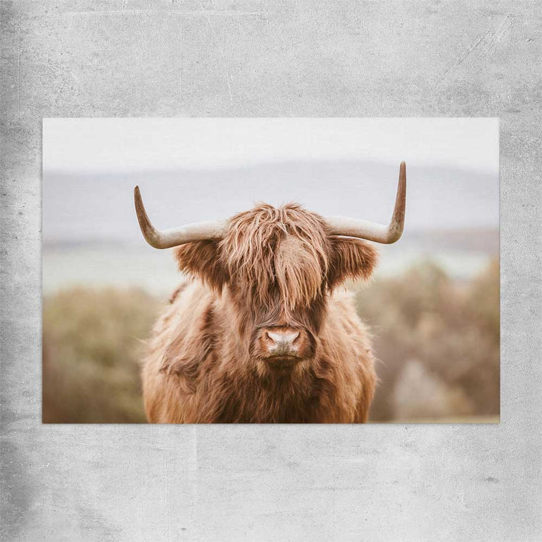 Animal wall art and canvas prints of Highland Cow on a rolled print