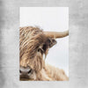 Animal wall art and canvas prints of Highland Graze on a rolled print