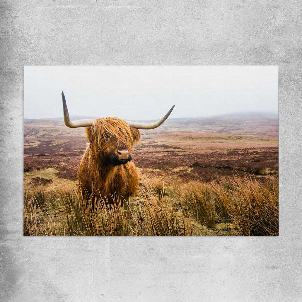 Animal wall art and canvas prints of Highland Horizon on a rolled print