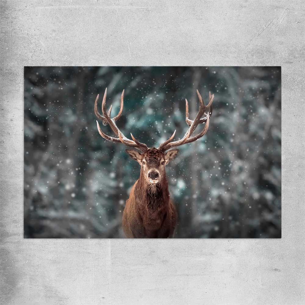 Animal wall art and canvas prints of Highland Stag Portrait on a rolled print