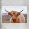 Animal wall art and canvas prints of Highland Wanderer on a rolled print
