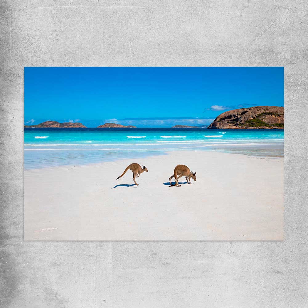Animal wall art and canvas prints of Kangaroo Beach Couple on a rolled print