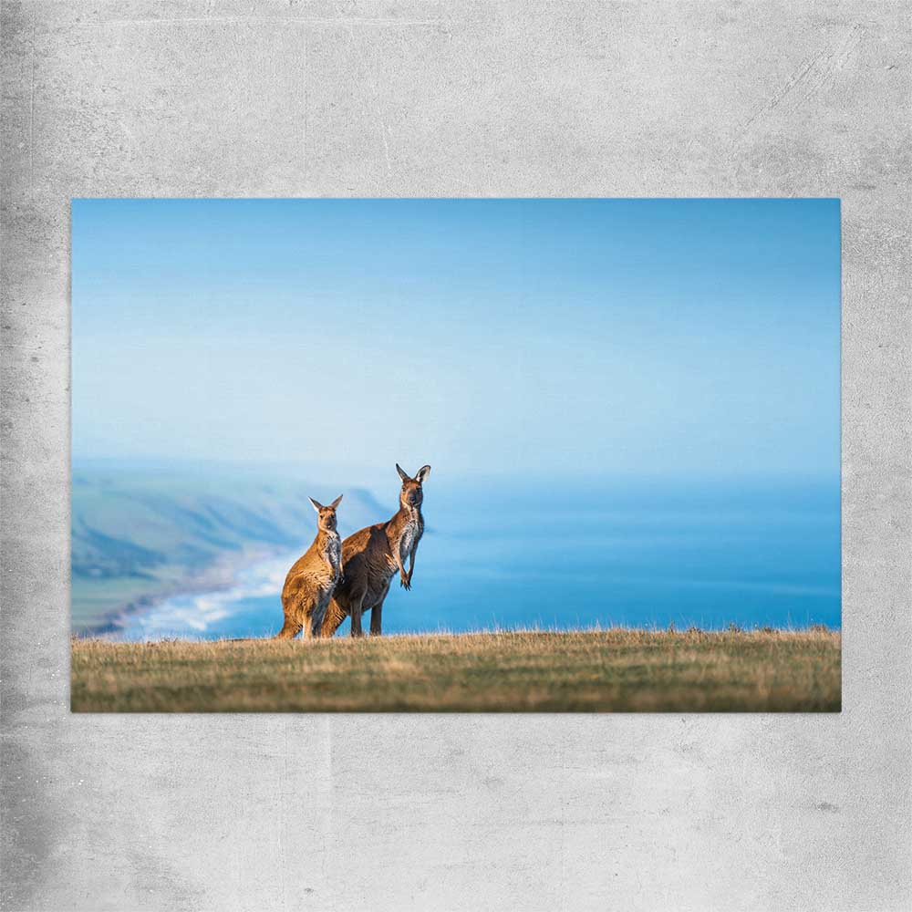 Animal wall art and canvas prints of Kangaroo Coastal Vista on a rolled print