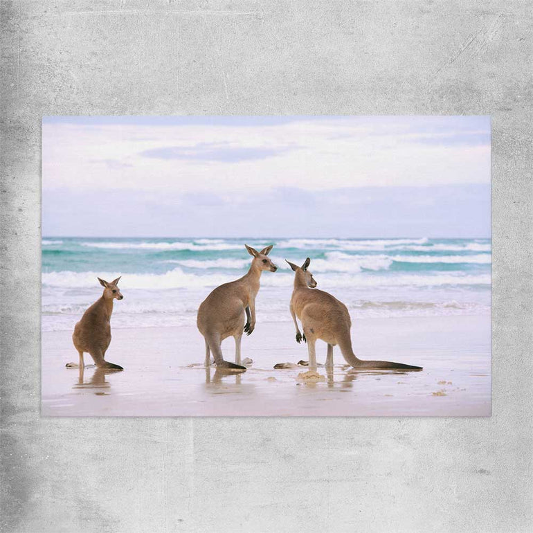 Animal wall art and canvas prints of Kangaroo Couple on a rolled print