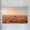 Animal wall art and canvas prints of Kangaroo Desert Horizon on a rolled print