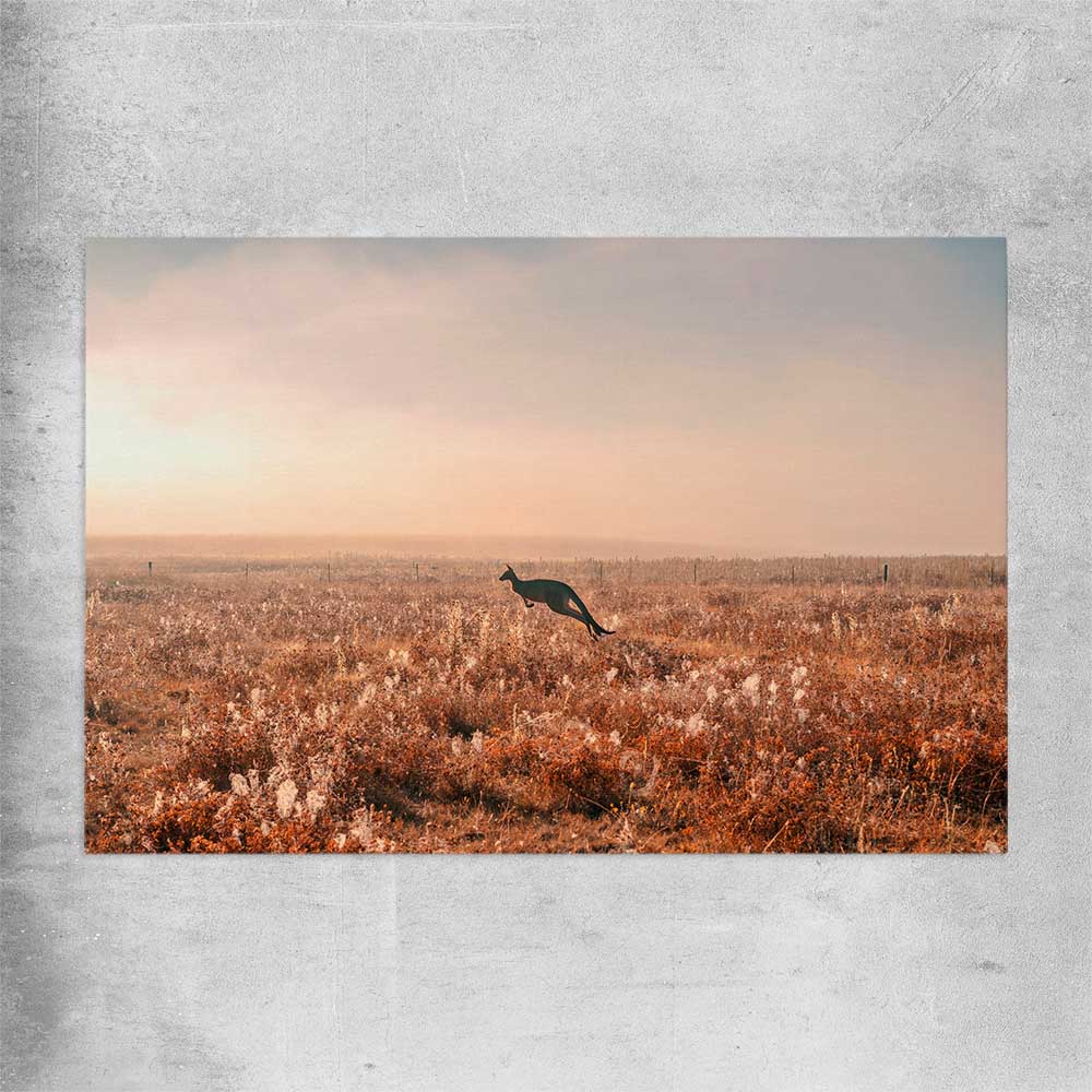 Animal wall art and canvas prints of Kangaroo Desert Horizon on a rolled print