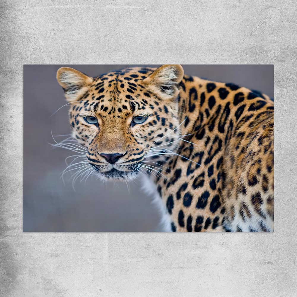 Animal wall art and canvas prints of Leopard Silent Watch on a rolled print