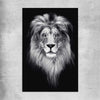 Animal wall art and canvas prints of Lion Gaze on a rolled print