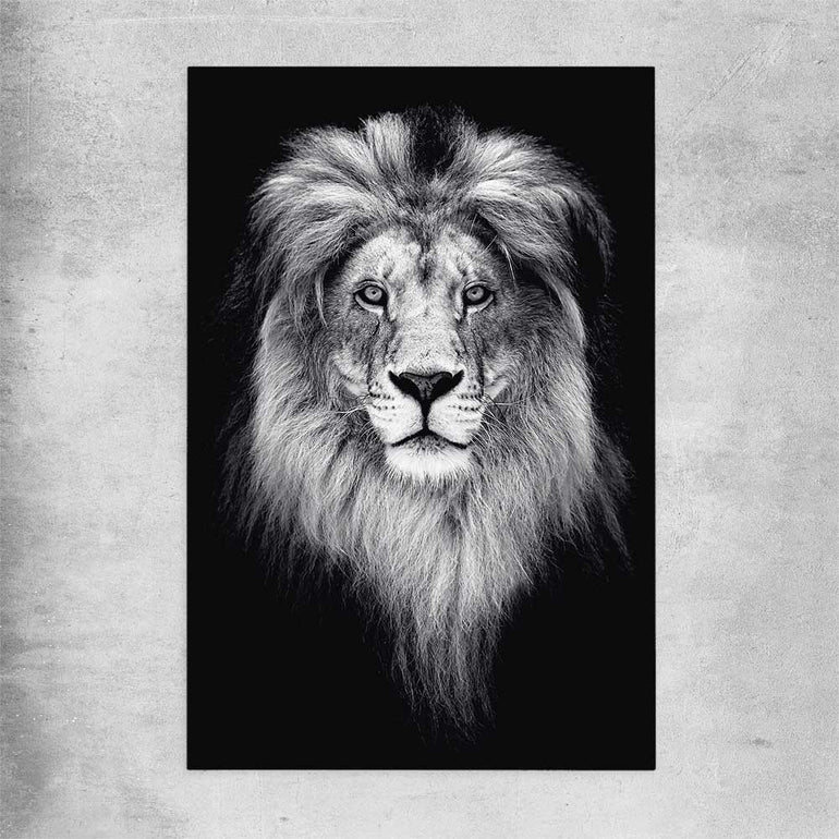 Animal wall art and canvas prints of Lion Gaze on a rolled print