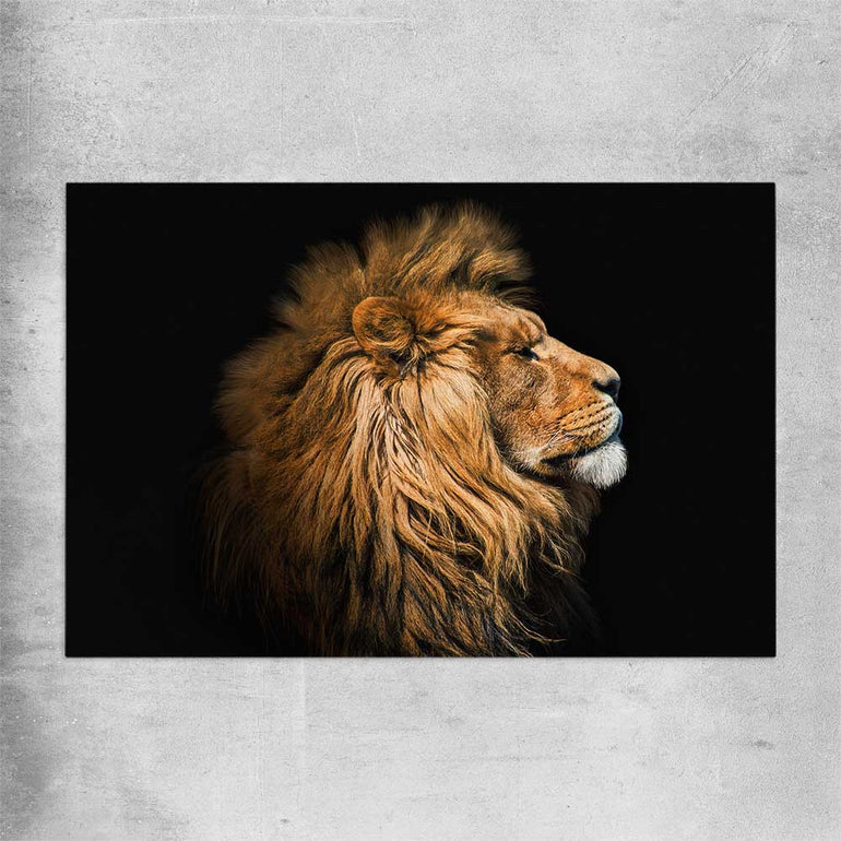 Animal wall art and canvas prints of Lion Mentality on a rolled print