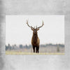 Animal wall art and canvas prints of Lone Deer on a rolled print