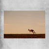 Animal wall art and canvas prints of Lone Kangaroo Plains on a rolled print