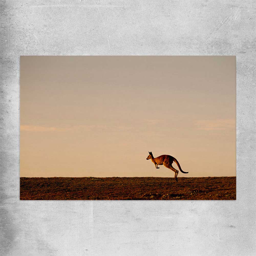 Animal wall art and canvas prints of Lone Kangaroo Plains on a rolled print