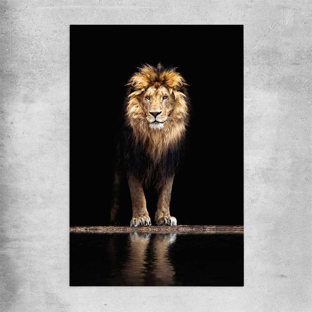 Animal wall art and canvas prints of Majestic Lion Portrait on a rolled print