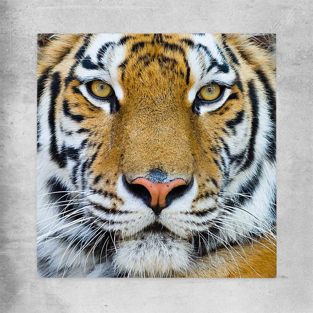 Animal wall art and canvas prints of Majestic Tiger Portrait on a rolled print