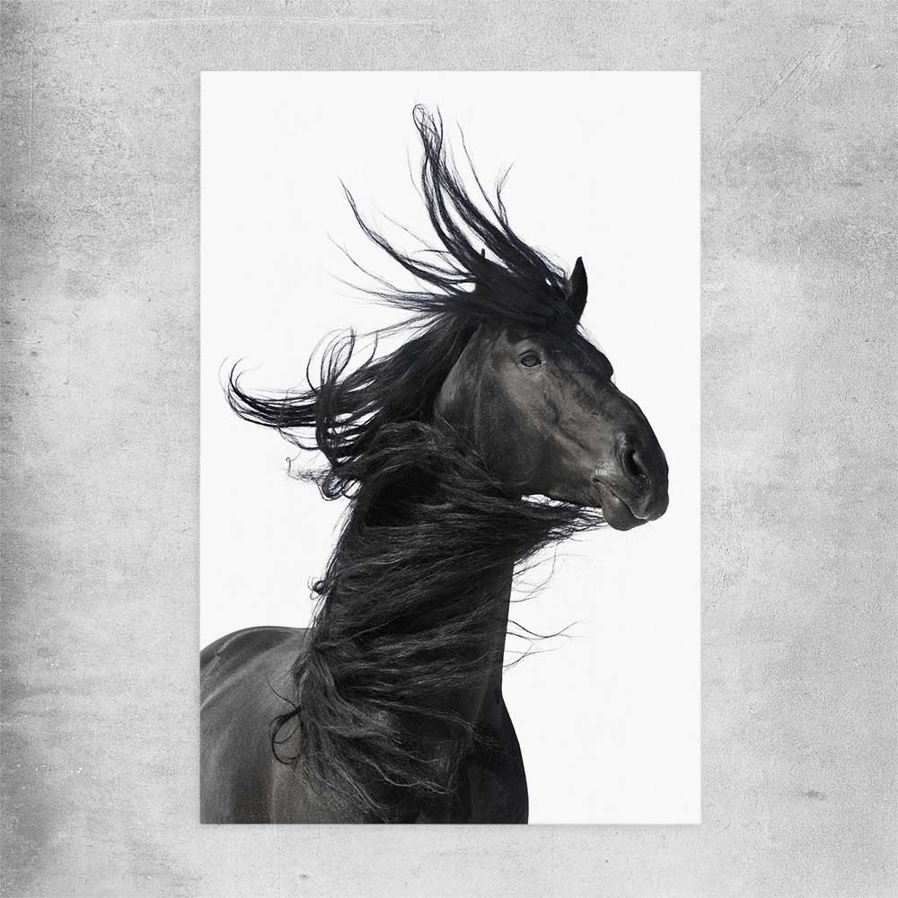 Animal wall art and canvas prints of Midnight Horse on a rolled print