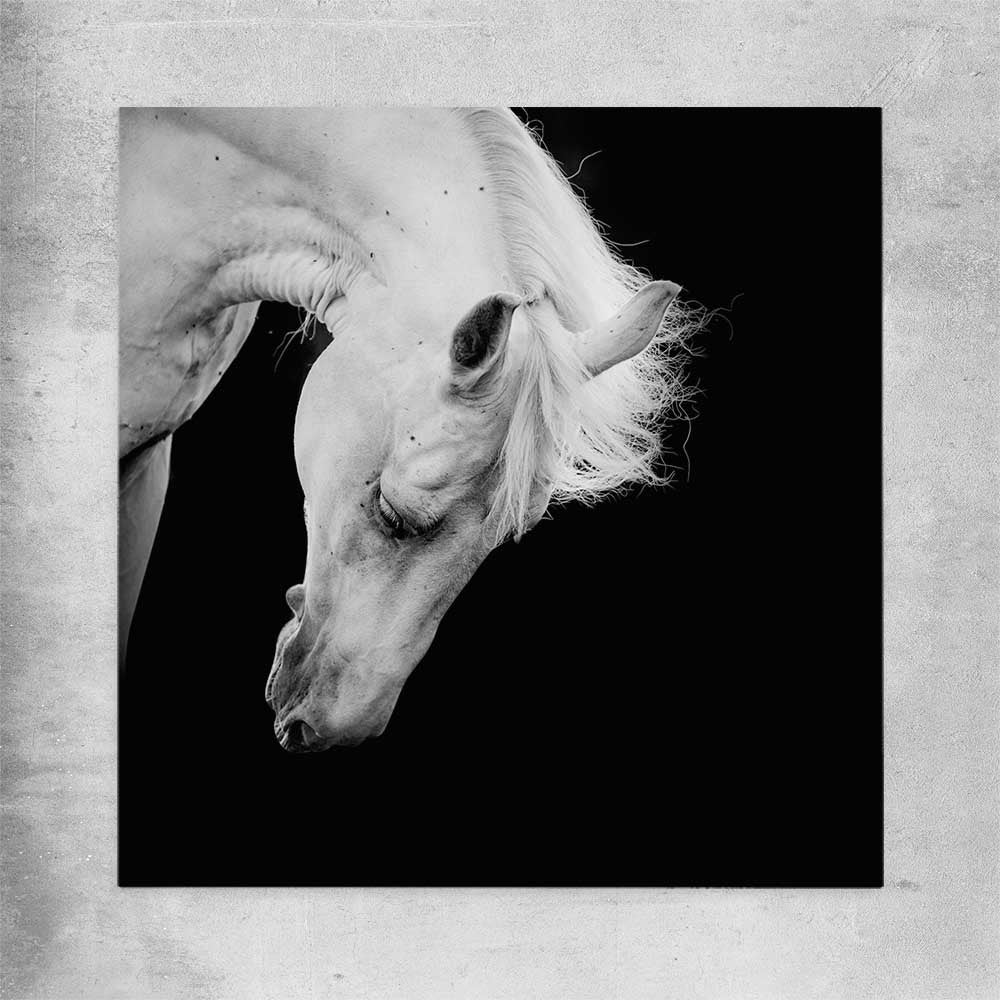 Animal wall art and canvas prints of Midnight White Horse on a rolled print
