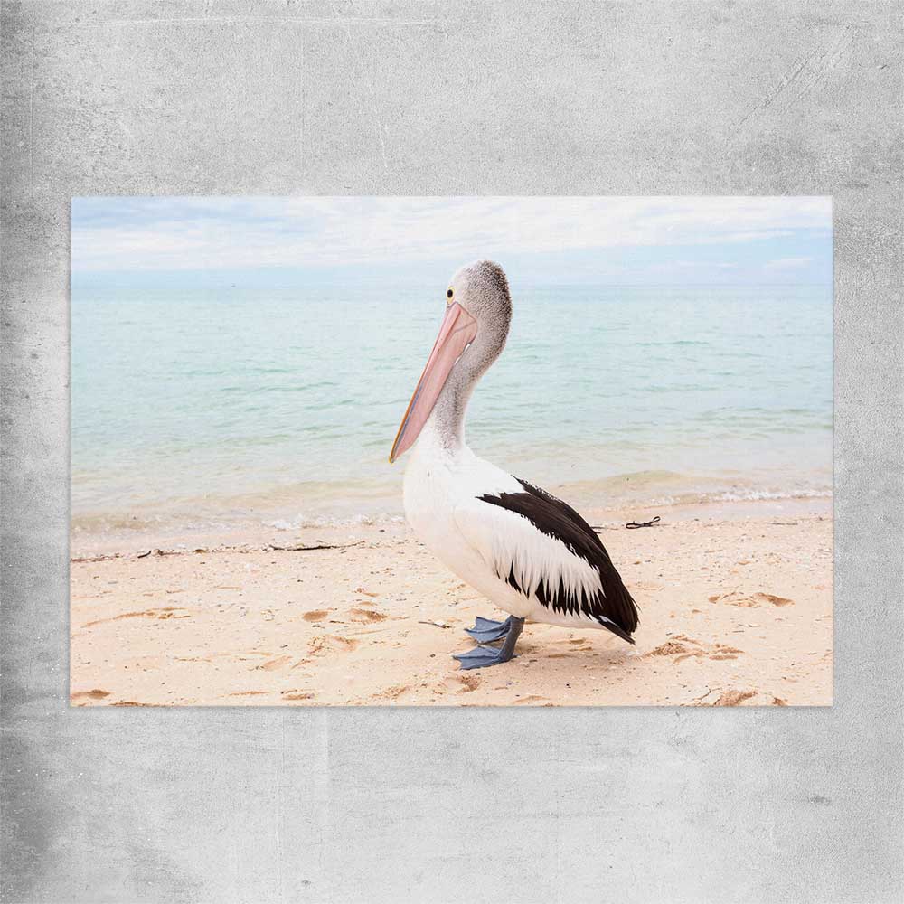 Animal wall art and canvas prints of Monkey Mia Pelican on a rolled print