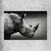 Animal wall art and canvas prints of Monochrome Rhinoceros on a rolled print