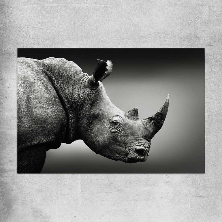 Animal wall art and canvas prints of Monochrome Rhinoceros on a rolled print