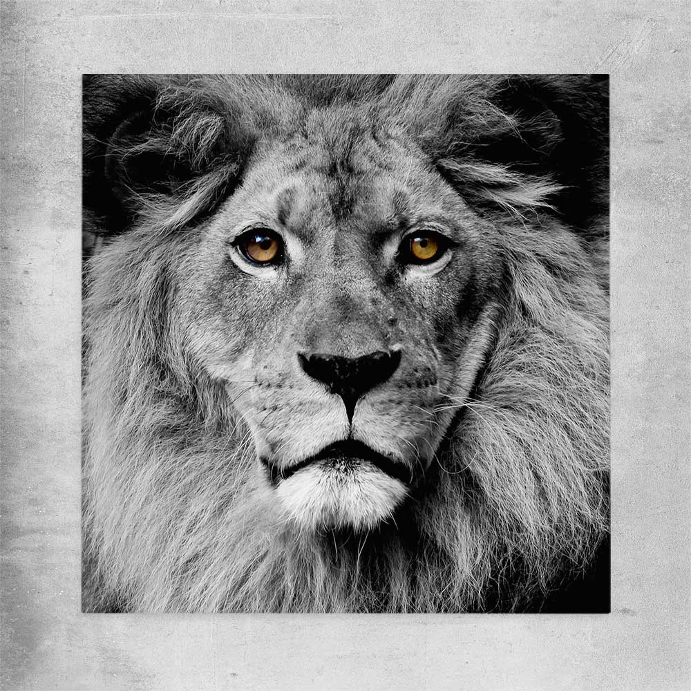 Animal wall art and canvas prints of Noble Lion Portrait on a rolled print