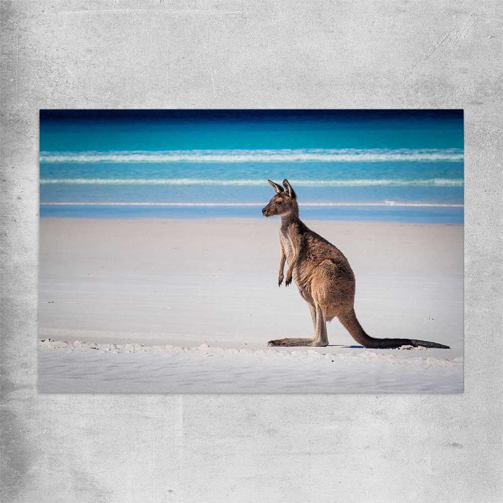 Animal wall art and canvas prints of Ocean Kangaroo Edge on a rolled print