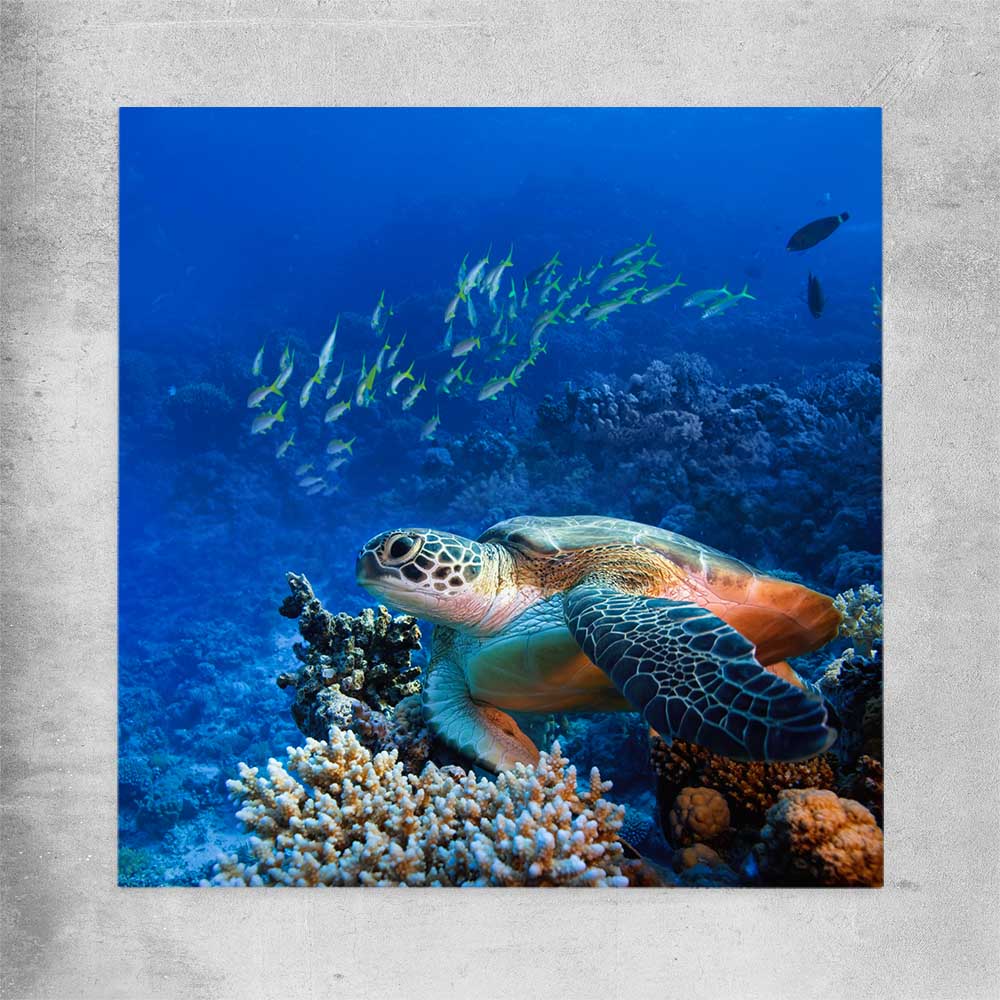 Animal wall art and canvas prints of Ocean Turtle Reef on a rolled print