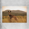 Animal wall art and canvas prints of Outback Kangaroo on a rolled print