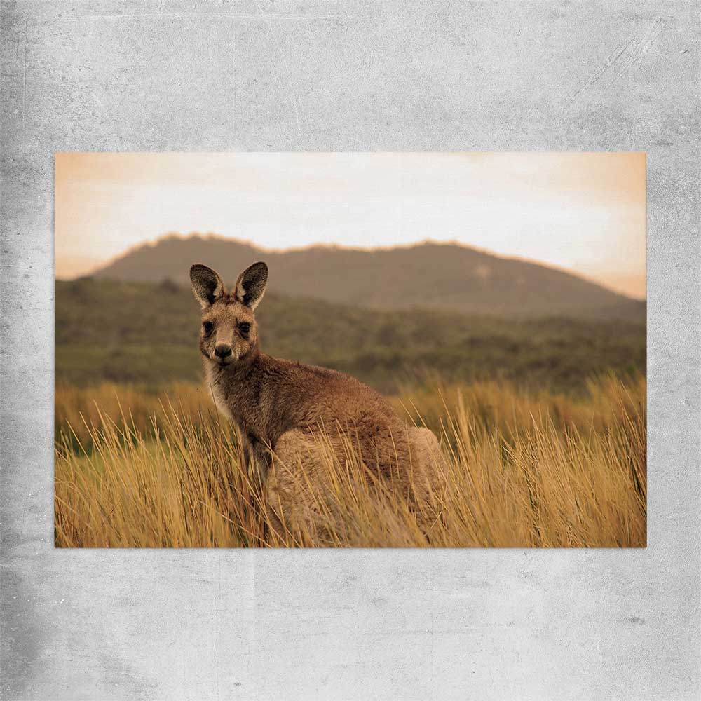 Animal wall art and canvas prints of Outback Kangaroo on a rolled print