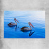 Animal wall art and canvas prints of Pelican Blue Waters on a rolled print